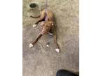 Adopt ACROMANTULA a Pit Bull Terrier