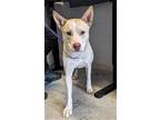 Adopt BLOSSOM a Husky, Pit Bull Terrier