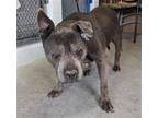 Adopt ANGEL a American Staffordshire Terrier, Terrier