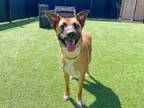 Adopt GINGER a German Shepherd Dog, Mixed Breed