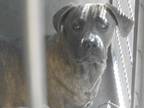 Adopt DIXIE a Mastiff, Mixed Breed