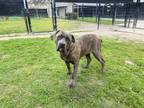 Adopt SYLVIA a Mastiff, Mixed Breed