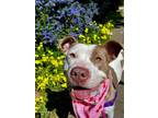 Adopt CLARABELLE a Pit Bull Terrier