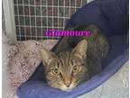 Adopt Glamoure a Domestic Short Hair