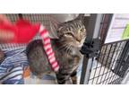 Adopt Tabitha a Domestic Short Hair