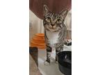 Adopt Tabitha a Domestic Short Hair