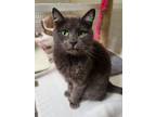 Adopt Mary a Domestic Short Hair