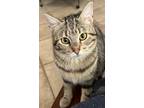 Adopt Tabitha a Domestic Short Hair