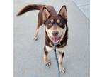 Adopt LYRA a Siberian Husky