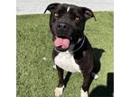 Adopt Naomi a Pit Bull Terrier, Boxer