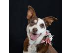 Adopt PAZZA a Australian Kelpie