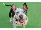 Adopt Sally a Pit Bull Terrier