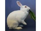 Adopt Blossom a Mini Rex