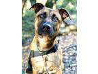 Adopt Elle a Shepherd, Boxer