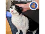 Adopt OREO a Domestic Short Hair