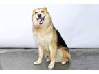 Adopt FREYJA a German Shepherd Dog, Siberian Husky