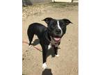 Adopt SPARKLES a Pit Bull Terrier