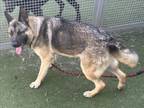 Adopt SHY a German Shepherd Dog