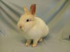 Adopt PENNY a Bunny Rabbit