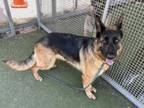 Adopt HARLEY a German Shepherd Dog