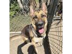 Adopt AMIE a German Shepherd Dog