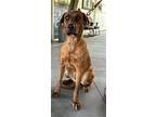 Adopt ETHEL a Rhodesian Ridgeback, Mixed Breed