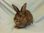 Adopt JESSICA a Bunny Rabbit