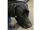 Adopt SARA a Great Dane