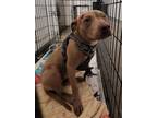 Adopt DAWN a Pit Bull Terrier