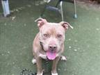 Adopt COCO a Pit Bull Terrier