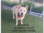 Adopt GUCCI a German Shepherd Dog, Mixed Breed