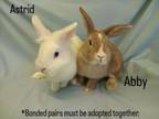 Adopt ASTRID a Bunny Rabbit