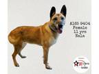 Adopt NALA a German Shepherd Dog, Mixed Breed