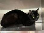 Adopt AMELIA a Domestic Short Hair