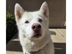 Adopt Emma a Siberian Husky