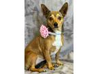 Adopt Carly a Chiweenie