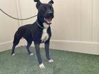 Adopt ORCA a Pit Bull Terrier