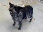 Adopt A131304 a Australian Cattle Dog / Blue Heeler, Shepherd