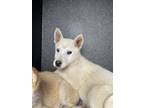 Adopt A131371 a Siberian Husky, Mixed Breed