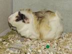 Adopt ABBY a Guinea Pig