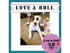 Adopt MAYBELLINE a Pit Bull Terrier