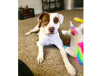 Adopt MAYBELLINE a Pit Bull Terrier