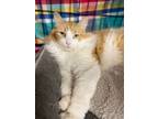 Adopt Reba a Domestic Long Hair