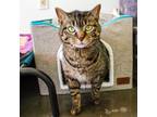 Adopt Pepper Tina a Domestic Short Hair