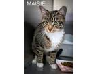 Adopt Maisie (FCID# 03/04/2024 - 29 Trainer ) a Tabby, Tuxedo