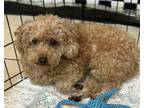 Adopt Dorris 7966 a Miniature Poodle