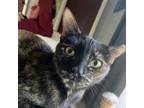 Adopt Molly a Domestic Short Hair