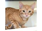 Adopt Keiss a Domestic Short Hair