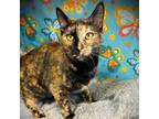 Adopt Kyra a Domestic Short Hair