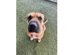 Adopt THYME a Shar-Pei